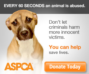 fightcruelty-theme-donatead-020614